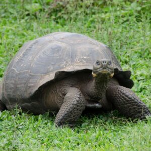 Galapagos 5 days tour - Giant Tortoises and Island Hopping - Ecuador Day Trips