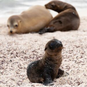 Galapagos 6 days island hopping tour - Snorkeling and wildlife - Ecuador Day Trips