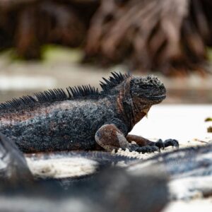 : Full Galapagos 8 days tour - Comprehensive wildlife and cruise experience - Ecuador Day Trips